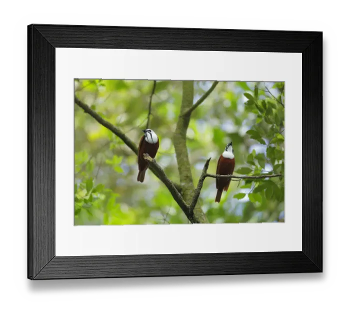 Framed Print : Three-wattled Bellbird Framed Print : Three-wattled Bellbird