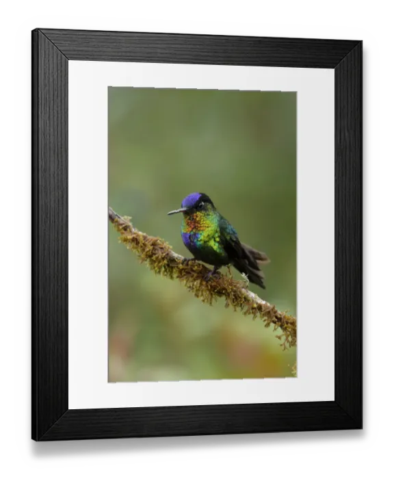 Framed Print : Fiery-throated Hummingbird Framed Print : Fiery-throated Hummingbird