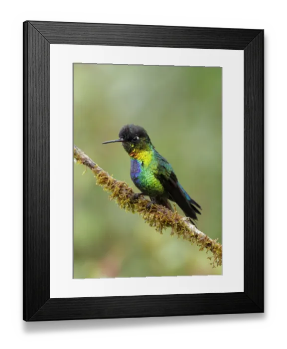 Framed Print : Fiery-throated Hummingbird Framed Print : Fiery-throated Hummingbird