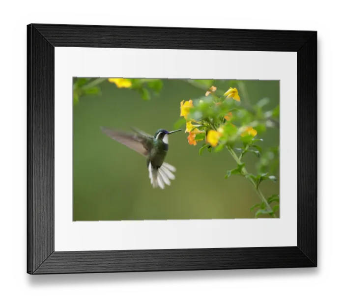 Framed Print : White-throated Mountain-gem (Lampornis castaneoventris) male Framed Print : White-throated Mountain-gem (Lampornis castaneoventris) male