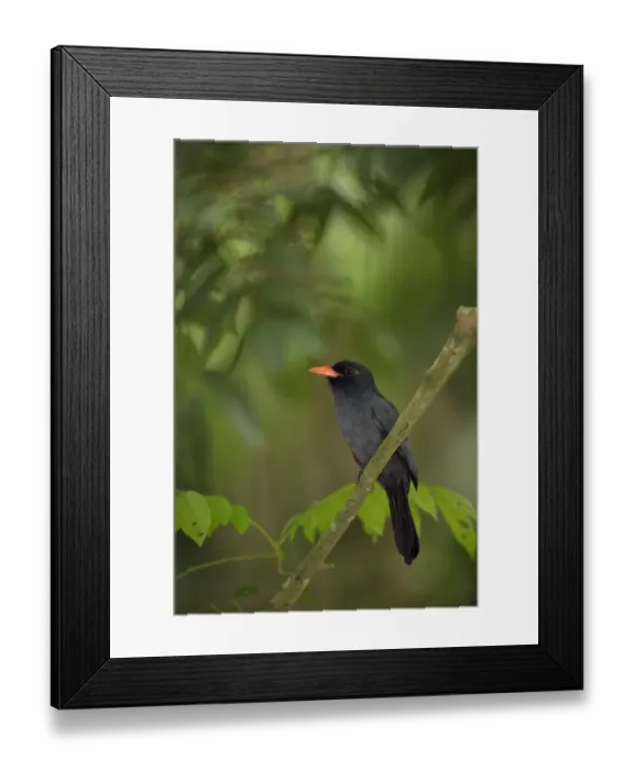 Framed Print : Black-fronted Nunbird (Monasa nigrifrons) Framed Print : Black-fronted Nunbird (Monasa nigrifrons)