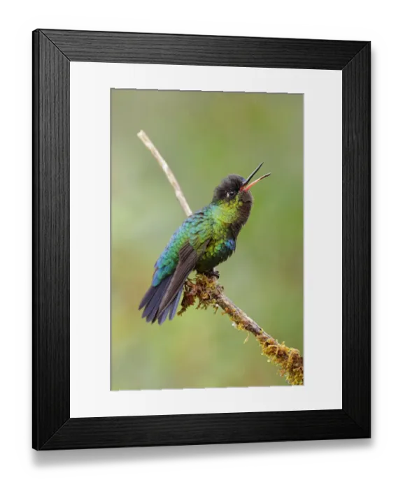 Framed Print : Fiery-throated Hummingbird (Panterpe insignis) Framed Print : Fiery-throated Hummingbird (Panterpe insignis)
