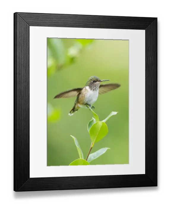 Framed Print : Volcano Hummingbird (Selasphorus flammula) Framed Print : Volcano Hummingbird (Selasphorus flammula)
