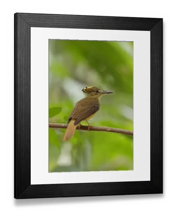 Framed Print : Royal Flycatcher (Onychorhynchus coronatus) Framed Print : Royal Flycatcher (Onychorhynchus coronatus)