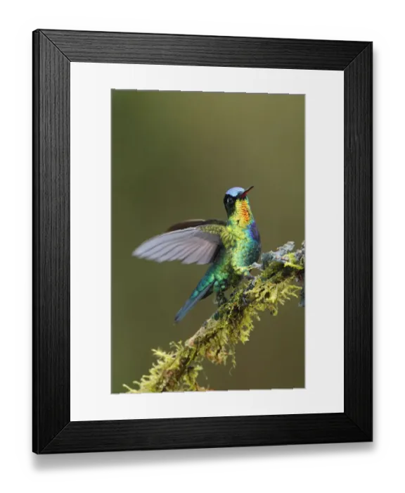 Framed Print : Fiery-throated Hummingbird (Panterpe insignis) Framed Print : Fiery-throated Hummingbird (Panterpe insignis)