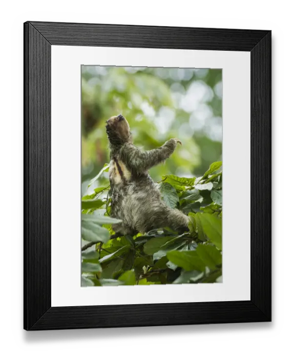 Framed Print : Three-toed Sloth (Bradypus variegatus) on cecropia tree Framed Print : Three-toed Sloth (Bradypus variegatus) on cecropia tree