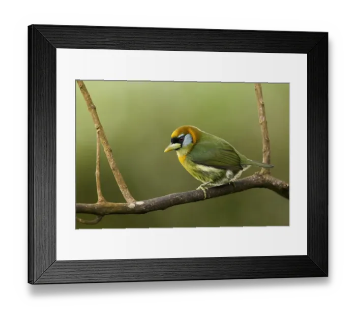 Framed Print : Red-headed Barbet Framed Print : Red-headed Barbet