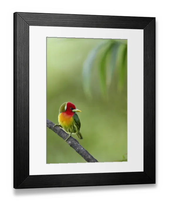 Framed Print : Red-headed Barbet Framed Print : Red-headed Barbet
