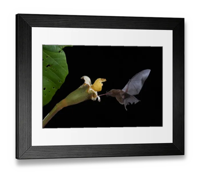 Framed Print : Orange nectar bat Framed Print : Orange nectar bat