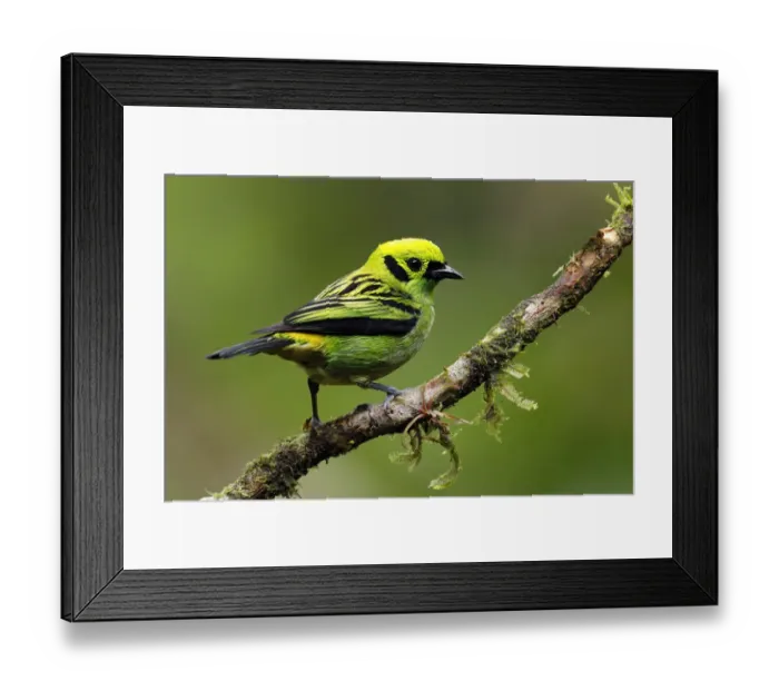 Framed Print : Emerald Tanager Framed Print : Emerald Tanager