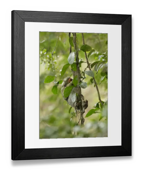 Framed Print : Three-toed Sloth Framed Print : Three-toed Sloth