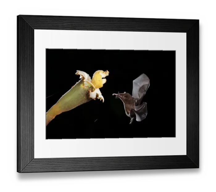 Framed Print : Orange nectar bat