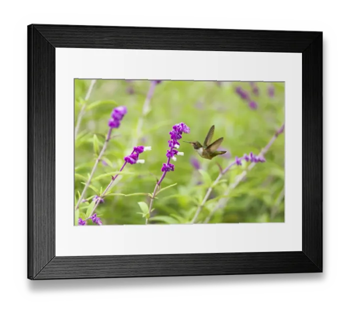 Framed Print : Volcano Hummingbird (Selasphorus flammula) Framed Print : Volcano Hummingbird (Selasphorus flammula)