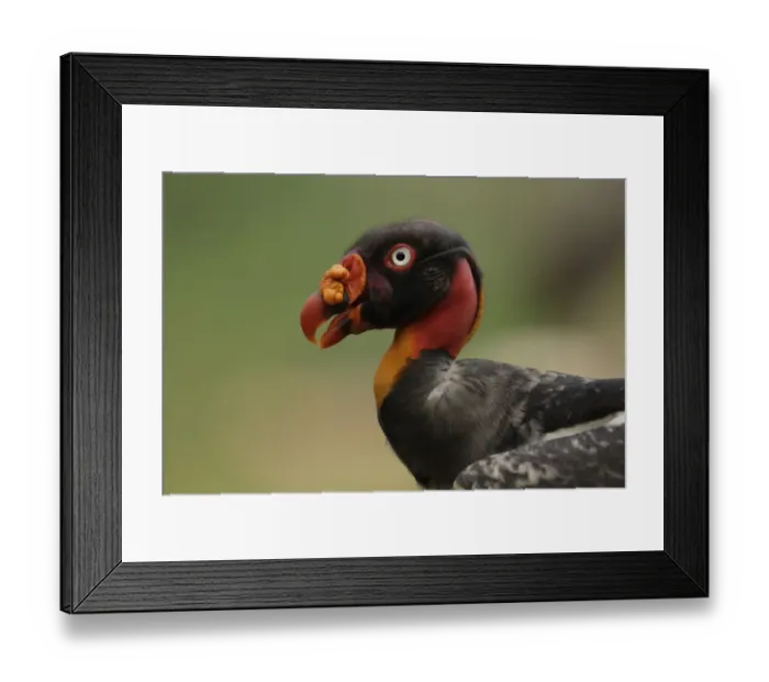 Framed Print : King Vulture
