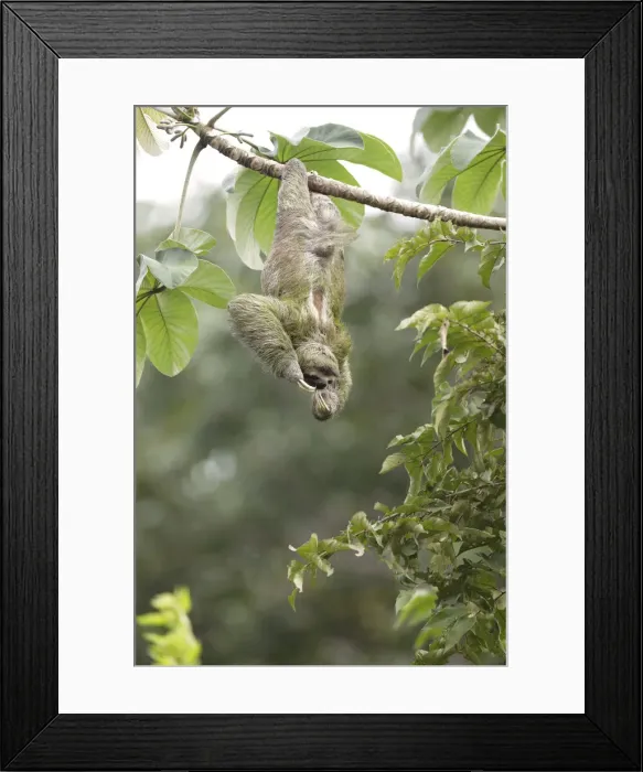 Framed Print : Three-toed Sloth Framed Print : Three-toed Sloth