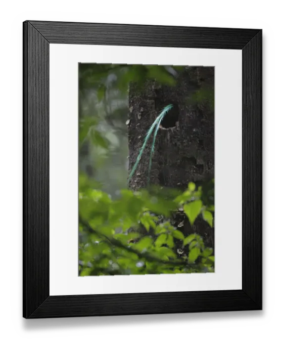 Framed Print : Resplendent Quetzal Framed Print : Resplendent Quetzal