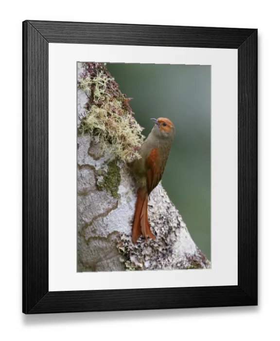 Framed Print : Red-faced Spinetail (Cranioleuca erythrops) Framed Print : Red-faced Spinetail (Cranioleuca erythrops)