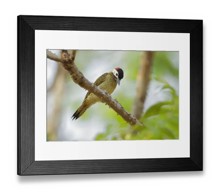 Framed Print : Spot-breasted Woodpecker (Colaptes punctigula) Framed Print : Spot-breasted Woodpecker (Colaptes punctigula)