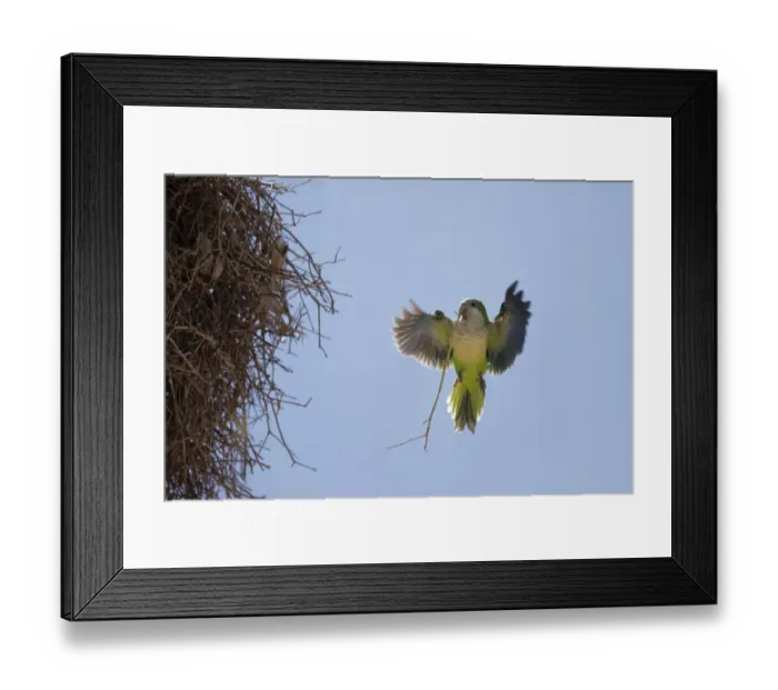 Framed Print : Monk Parakeet (Myiopsitta monachus) Framed Print : Monk Parakeet (Myiopsitta monachus)