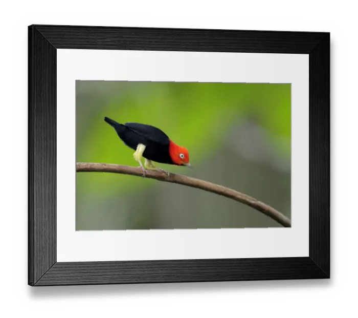 Framed Print : Red-capped Manakin (Ceratopipra mentalis)