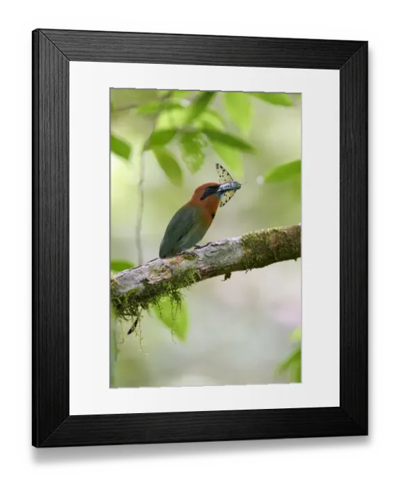 Framed Print : Broad-billed Motmot