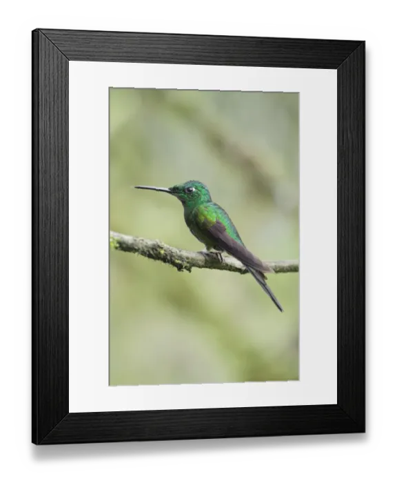 Framed Print : Empress Brilliant (Heliodoxa imperatrix) Framed Print : Empress Brilliant (Heliodoxa imperatrix)