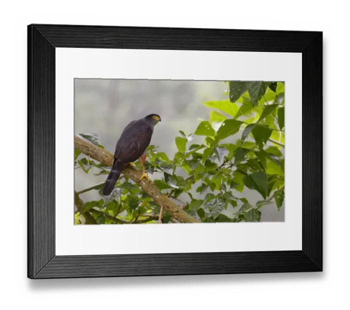 Framed Print : Bicolored Hawk Framed Print : Bicolored Hawk