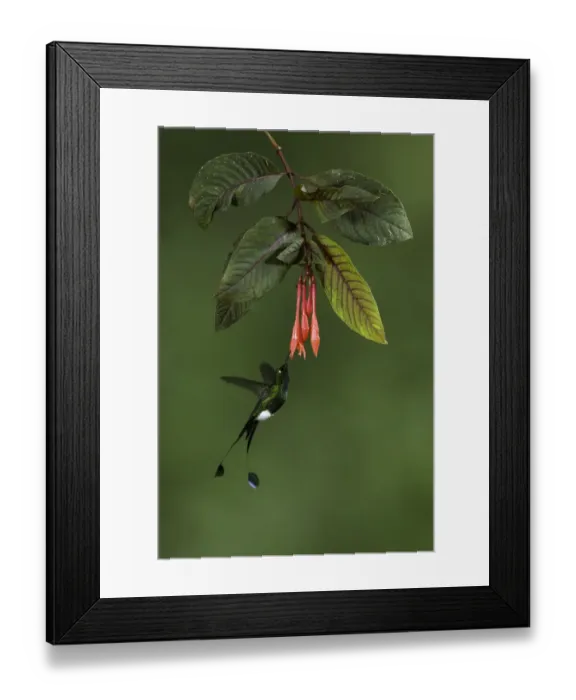 Framed Print : Booted Rackettail (Ocreatus underwoodii) Framed Print : Booted Rackettail (Ocreatus underwoodii)
