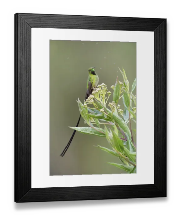 Framed Print : Black-tailed Trainbearer Framed Print : Black-tailed Trainbearer