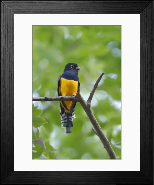 Framed Print : Gartered Trogon Framed Print : Gartered Trogon