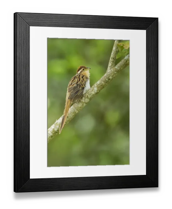 Framed Print : Striped Cuckoo (Tapera naevia) Framed Print : Striped Cuckoo (Tapera naevia)