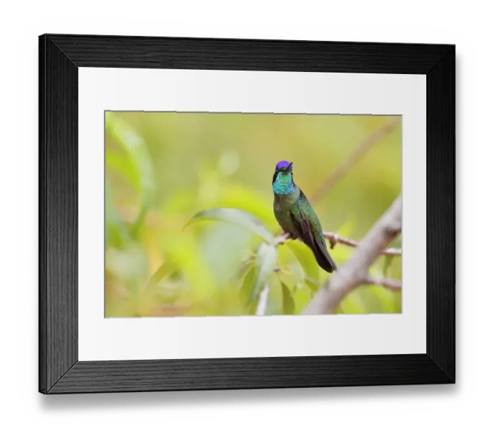 Framed Print : Magnificent Hummingbird Framed Print : Magnificent Hummingbird