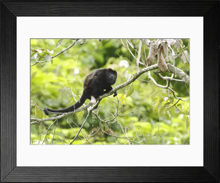 Framed Print : Howler monkey Framed Print : Howler monkey