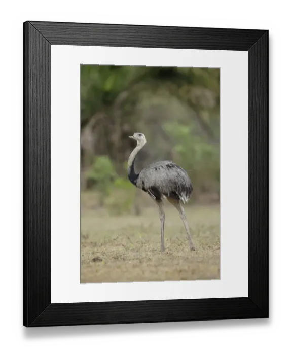 Framed Print : Greater Rhea (Rhea americana)
