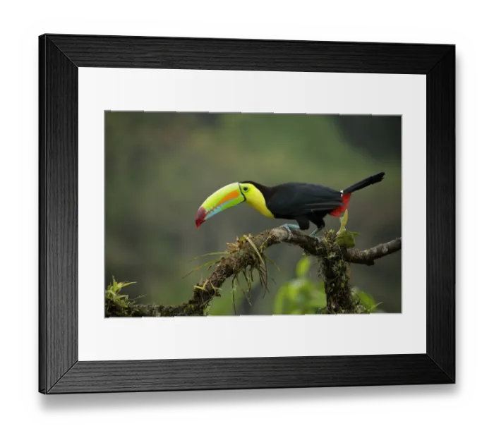Framed Print : Keel-billed Toucan Framed Print : Keel-billed Toucan