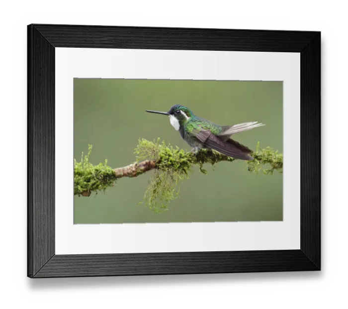 Framed Print : White-throated mountain-gem hummingbird Framed Print : White-throated mountain-gem hummingbird