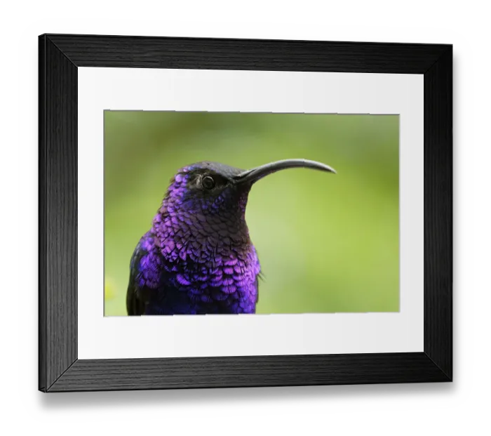Framed Print : Violet Sabrewing Hummingbird