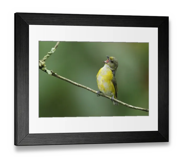Framed Print : Yellow-throated Euphonia (Euphonia hirundinacea)