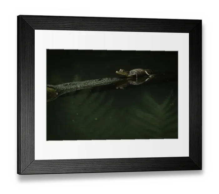 Framed Print : Spectacled caiman (Caiman crocodilus) Framed Print : Spectacled caiman (Caiman crocodilus)