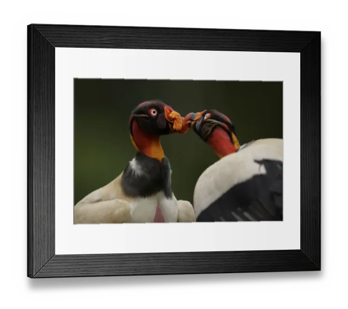 Framed Print : King Vulture Framed Print : King Vulture