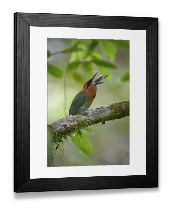 Framed Print : Broad-billed Motmot Framed Print : Broad-billed Motmot