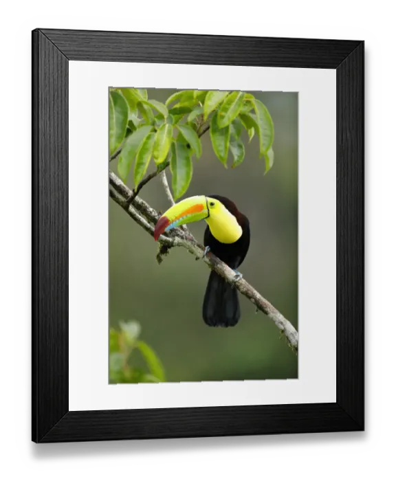 Framed Print : Keel-billed Toucan (Ramphastos sulfuratus)
