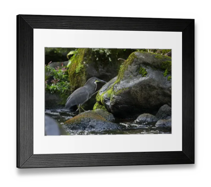 Framed Print : Fasciated Tiger-Heron (Tigrisoma lineatum) Framed Print : Fasciated Tiger-Heron (Tigrisoma lineatum)