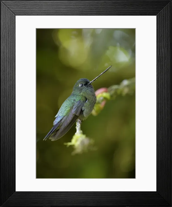 Framed Print : Green-fronted Lancebill Framed Print : Green-fronted Lancebill