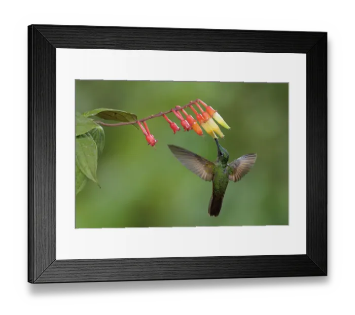 Framed Print : Fawn-breasted Brilliant (Heliodoxa rubinoides) Framed Print : Fawn-breasted Brilliant (Heliodoxa rubinoides)