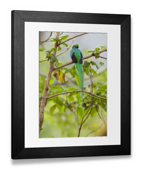 Framed Print : Resplendent Quetzal Framed Print : Resplendent Quetzal