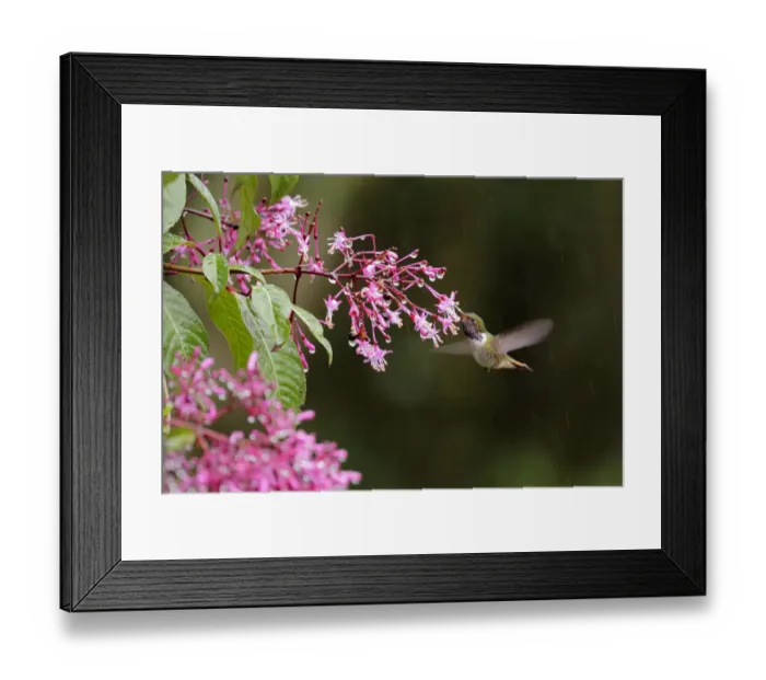 Framed Print : Volcano Hummingbird Framed Print : Volcano Hummingbird