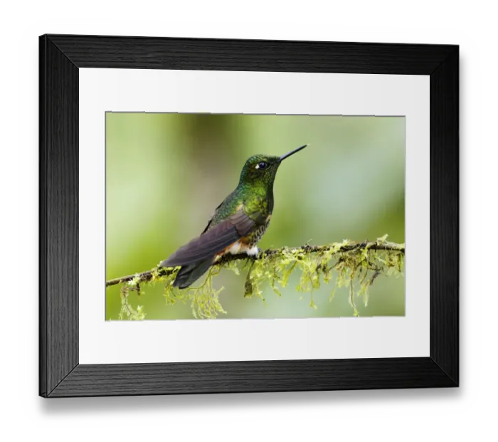 Framed Print : Buff-tailed Coronet (Boissonneaua flavescens) Framed Print : Buff-tailed Coronet (Boissonneaua flavescens)