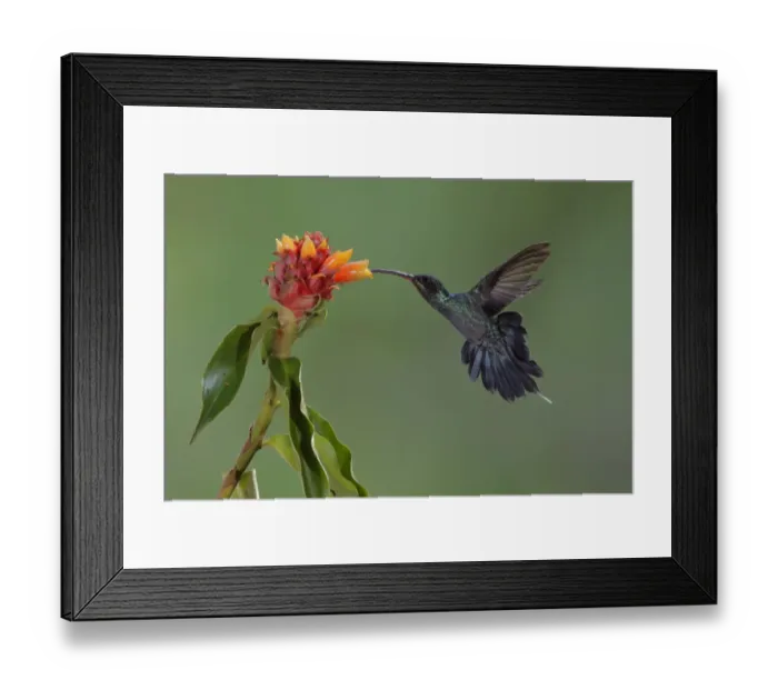 Framed Print : Green Hermit (Phaethornis guy) Framed Print : Green Hermit (Phaethornis guy)