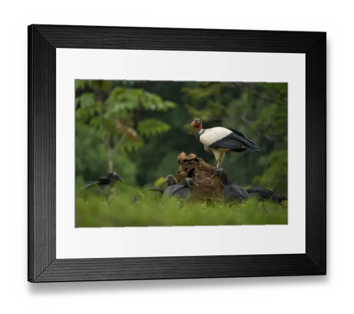 Framed Print : King Vulture Framed Print : King Vulture